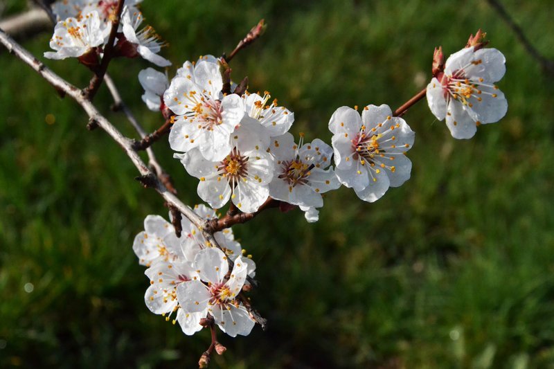 Marillenblüten. Die Marille kam vor rund 2.000 Jahren in die Wachau, als Ursprungsländer gelten China und Armenien. – Bild: 3sat Marillenblüten. Die Marille kam vor rund 2.000 Jahren in die Wachau, als Ursprungsländer gelten China und Armenien. – Bild: 3sat