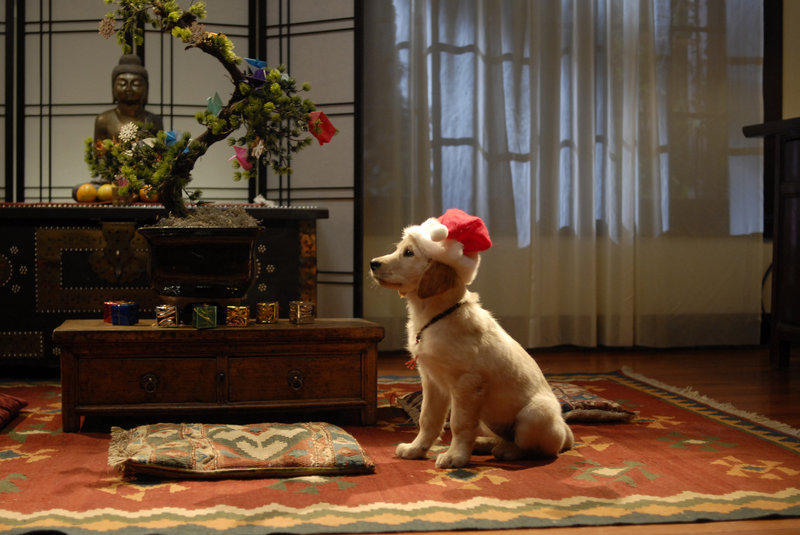 Santa Buddies - Auf der Suche nach Santa Pfote – Bild: TV 4 – tylko do wykorzystania w celu promocji ramówki stacji TV 4