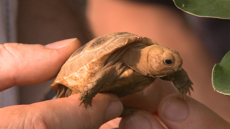 Die heilige Schildkröte von Vietnam – Bild: NDR /​ ©Wolfgang Luck