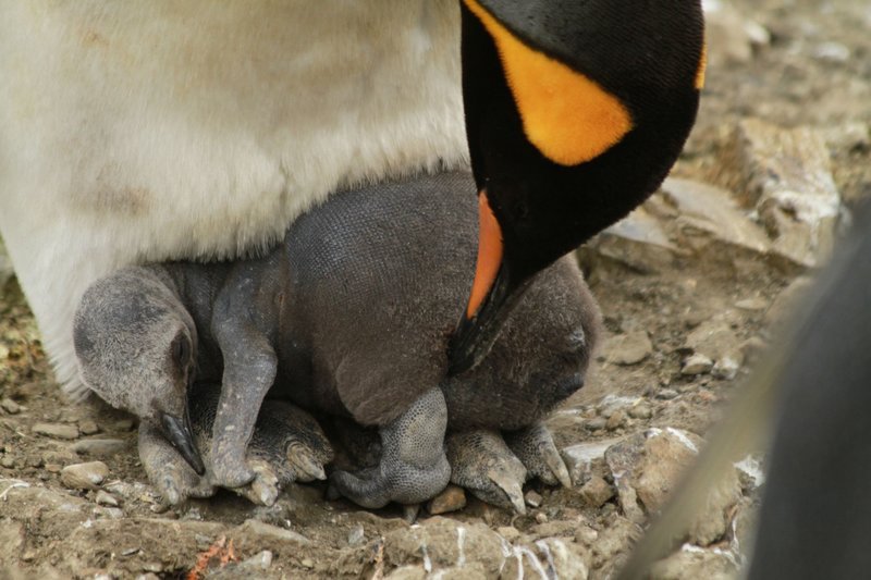 South Georgia Island, neugeborener Königspinguin. – Bild: BR/Roland Gockel South Georgia Island, neugeborener Königspinguin. – Bild: BR/Roland Gockel