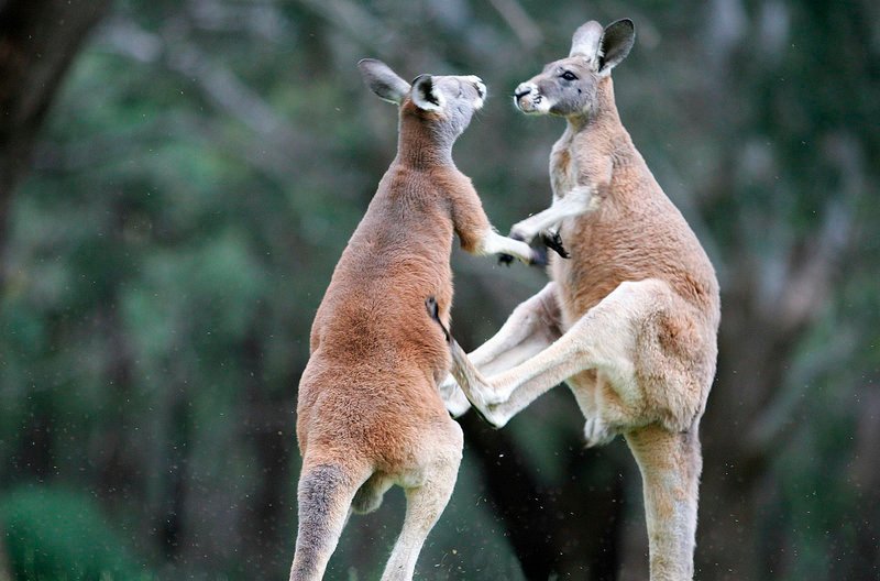 Kängurus in Australien. – Bild: HR/​Sipa Press/​Eric Travers