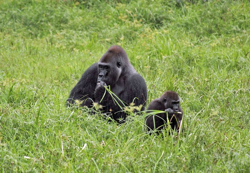 Die Nahrungssuche ist die Hauptbeschäftigung der Westlichen Flachlandgorillas. Ihre Lieblingsspeisen sind saftige Blätter und Insekten. – Bild: SWR/​NDR/​NDR Naturfilm/​Christina Karliczek