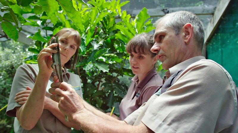 Die Naturschützer vom Deparment of Conservation werden das Wachstum dieser jungen Brückenechse überwachen: Leigh Joyce, Nicola Toki, Richard Walle (von links) auf Little Barrier Island, Neuseeland. – Bild: phoenix/​ZDF/​Jurassic Ltd./​Scott Mouat