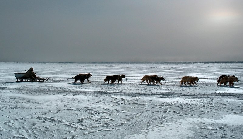 Russlands wilde Tundra – Bild: ZDF und WDR/​Maxim Tarasjugin.