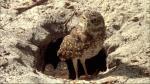 Eulen - Abenteuer in der Wildnis – Bild: RTL II Eulen - Abenteuer in der Wildnis – Bild: RTL II