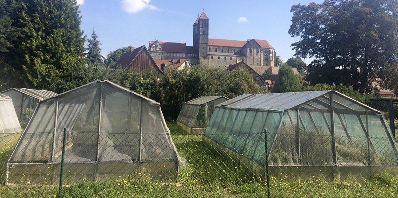 Der Osten Entdecke wo du lebst 215 SamenHauptstadt Quedlinburg