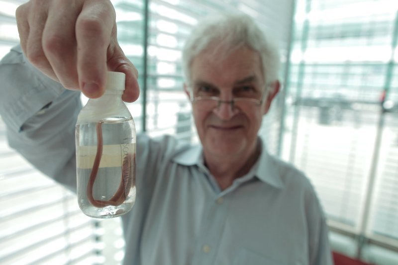 Professor Graham Rook vom University College London hat die „Alter Freund“-These entwickelt, um den jüngsten Ansteig von Allergien zu erklären. Er hält einen parasitären Wurm, der unseren Vorfahren dabei half, Allergien abwenden. – Bild: BBC 2014/​BR/​Oliver Schofield