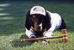 Lord Hubert - Hundeadel verpflichtet – Bild: RTL II Lord Hubert - Hundeadel verpflichtet – Bild: RTL II