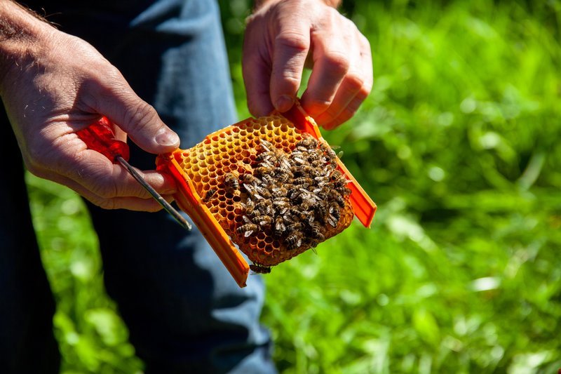 Detail von Bienen und Waben bei Imker Rudolf Burgstaller – Bild: ServusTV /​ DMG