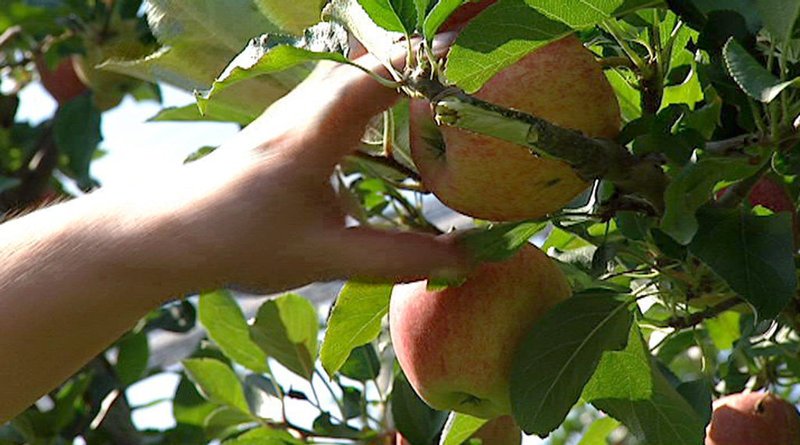 Apfelernte. – Bild: ORF