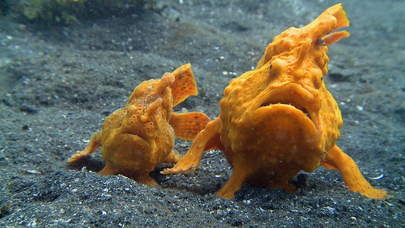 Diese beiden Anglerfische erstrahlen in demselben Orange-Ton wie die weit verbreiteten giftigen Schwämme. Ein cleverer Schachzug der Natur. – Bild: N24 Doku