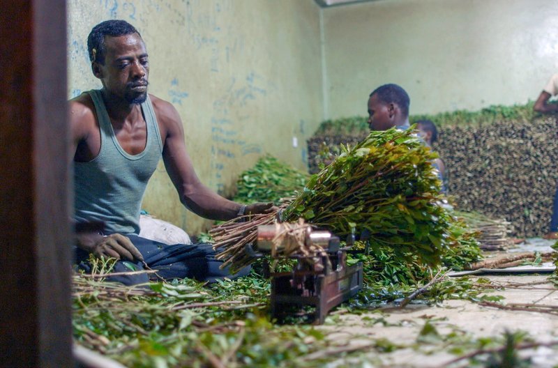 Safi Musa arbeitet seit 15 Jahren als Khat-Arbeiter in Awoday. Er und die anderen Arbeiter kauen Khat, um nicht über ihre Probleme nachdenken zu müssen und nicht müde zu werden. – Bild: WDR / © Matteo Keffer/Corso Film Safi Musa arbeitet seit 15 Jahren als Khat-Arbeiter in Awoday. Er und die anderen Arbeiter kauen Khat, um nicht über ihre Probleme nachdenken zu müssen und nicht müde zu werden. – Bild: WDR / © Matteo Keffer/Corso Film