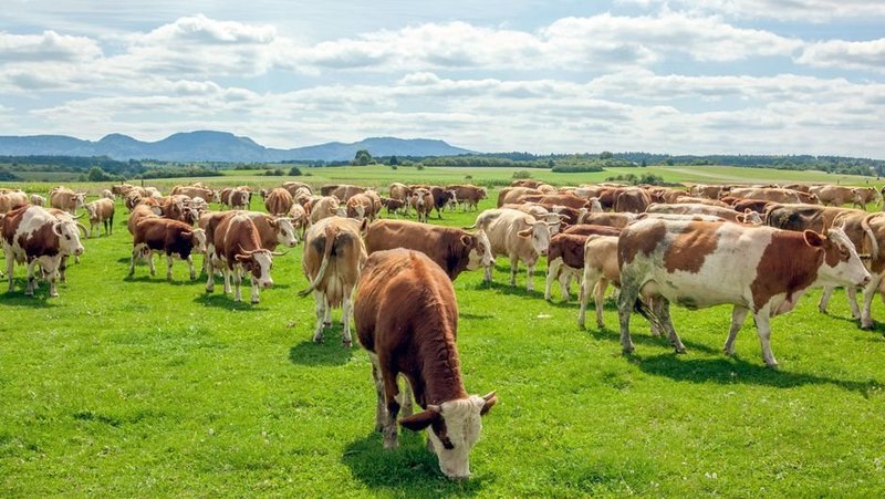 Fast 300 Rinder umfasst die freilebende Herde von Landwirt Hermann Maier im Zollernalbkreis. – Bild: /​ Steffen Sailer