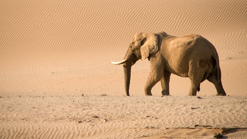 Elefant – Bild: Paul Brehem