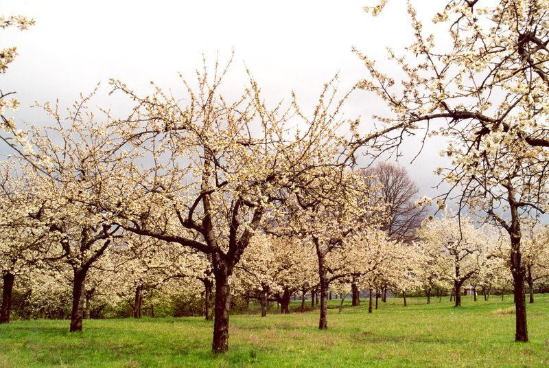 Blick auf blühende Apfelbäume in der Gegend von Bad Windsheim und Burgbernheim in Mittelfranken. – Bild: BR/​Ulrike Meckel