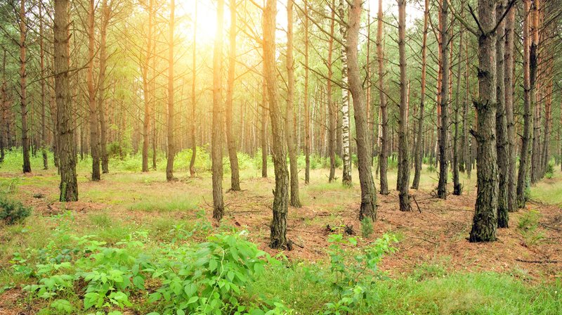 Leben unter Bäumen – Bild: rbb/​Colourbox/​Andrii