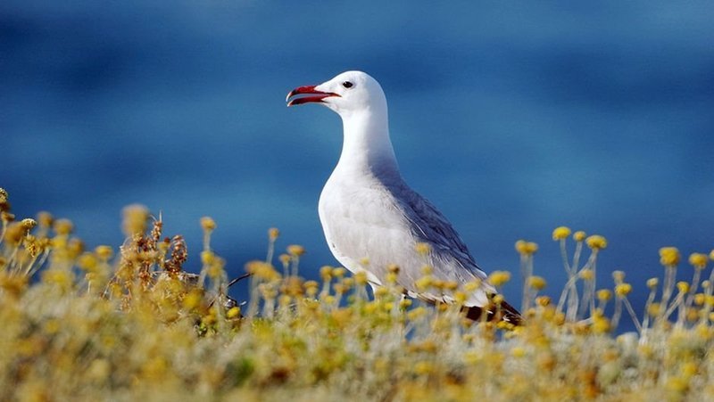 Nur 100 Paare der Korallenmöwen brüten noch in der ganzen Toskana. – Bild: / / unknown Nur 100 Paare der Korallenmöwen brüten noch in der ganzen Toskana. – Bild: / / unknown