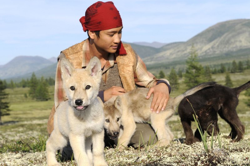 WDR Fernsehen DER JUNGE UND DER WOLF (Loup), Frankreich 2009, Regie Nicolas Vanier, am Samstag (14.09.13) um 12:55 Uhr. Der junge Rentierhirte Sergueï (Nicholas Brioudes) freundet sich mit jungen Wölfen an. – Bild: WDR/Degeto/Kasia Wandycz WDR Fernsehen DER JUNGE UND DER WOLF (Loup), Frankreich 2009, Regie Nicolas Vanier, am Samstag (14.09.13) um 12:55 Uhr. Der junge Rentierhirte Sergueï (Nicholas Brioudes) freundet sich mit jungen Wölfen an. – Bild: WDR/Degeto/Kasia Wandycz