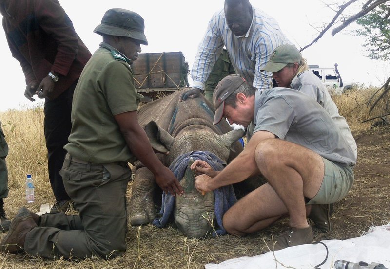 Nashörner für die Serengeti – Bild: HR