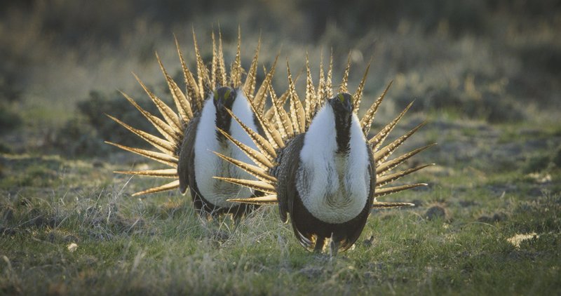 Die Prärie - Rückkehr der Wildnis – Bild: Terra Mater Factual Studios /​ River Road Films Ltd. /​ Darren West