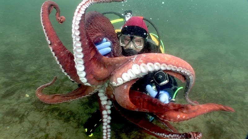 Oktopusse - Genies aus der Tiefsee – Bild: Phoenix