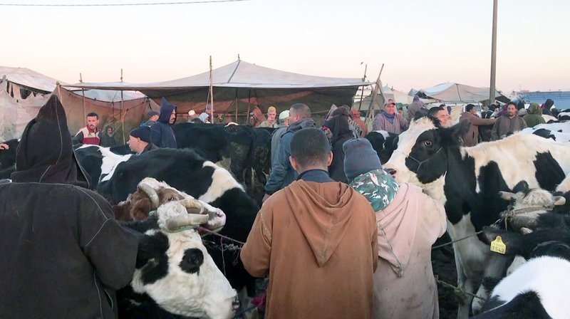 Viehmarkt in Marokko. – Bild: SWR Viehmarkt in Marokko. – Bild: SWR