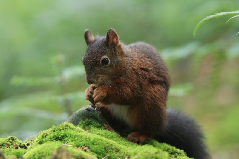 Eichhörnchen sind typische Bewohner des Schwarzwalds. – Bild: Geo Television / NDR Natur Eichhörnchen sind typische Bewohner des Schwarzwalds. – Bild: Geo Television / NDR Natur