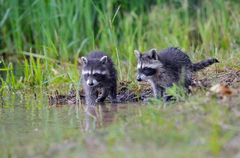 Invasion der kleinen Räuber – Bild: BR /​ © Frank Micheler