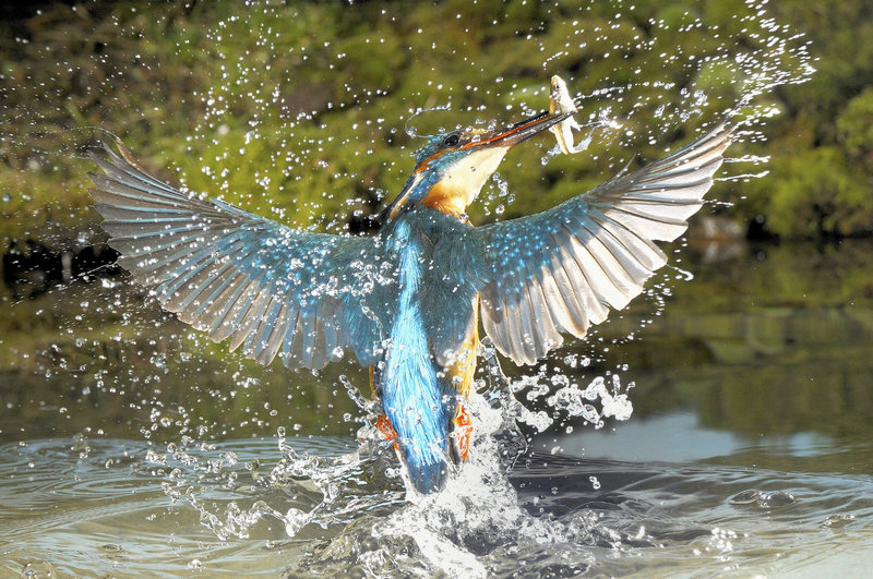 Im Reich des Eisvogels – Bild: Rolf J. Mšltgen