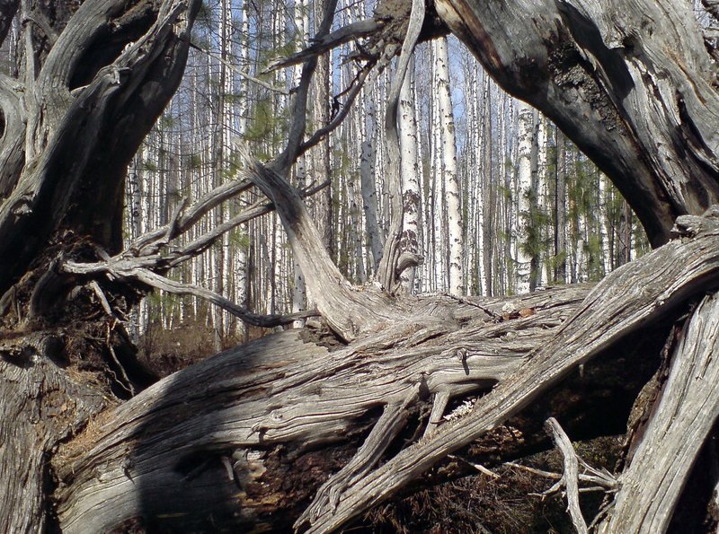 PHOENIX DAS RÄTSEL VON TUNGUSKA, am Sonntag (10.06.12) um 20:15 Uhr. Ein alter durch Katastrophe entwurzelter Baum – Bild: PHOENIX/ZDF/Andrzej Klamt PHOENIX DAS RÄTSEL VON TUNGUSKA, am Sonntag (10.06.12) um 20:15 Uhr. Ein alter durch Katastrophe entwurzelter Baum – Bild: PHOENIX/ZDF/Andrzej Klamt