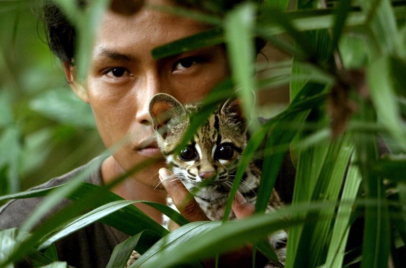 Falton zeigt der kleinen Katze Freund und Feind im Urwald Guyanas. – Bild: Marion Pöllmann /​ Falton zeigt der kleinen Katze Freund und Feind im Urwald Guyanas.