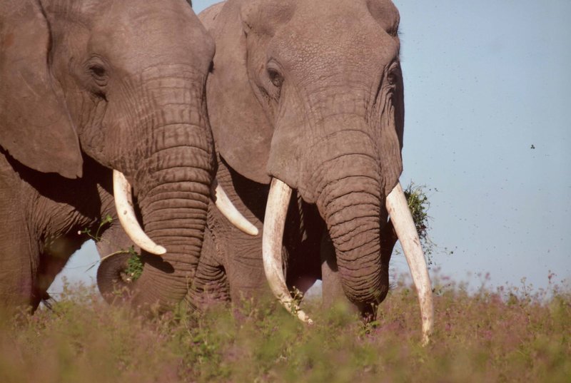 Neben Spielszenen des kleinen Elefanten mit anderen Kälbern stellen ein heftiger Bullen-Kampf sowie eine Elefantenhochzeit die Höhepunkte dieses Filmes dar. – Bild: BR/​Reinhard Künkel