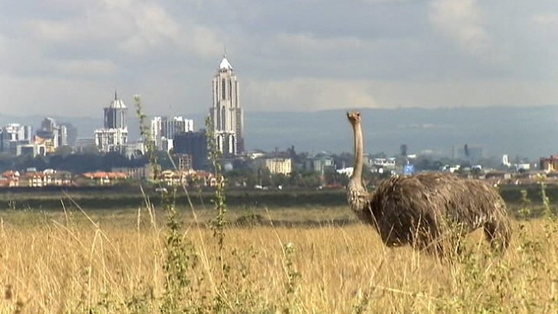 Ein Strauß vor der Skyline der Millionen-Metropole Nairobi. Die Stadt rückt immer näher an den Park heran. – Bild: ZDF und Michael Berger