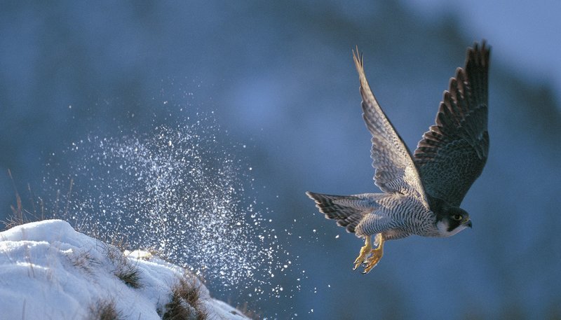 Nach einem dramatischen Niedergang der Falkenbestände um 95 Prozent, haben sich die Falken die letzten zwanzig Jahre wieder gut erholt. – Bild: WDR/​Dietmar Nill