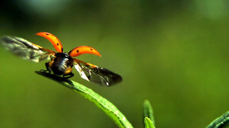 Wiener Gstettn – Bild: ORF