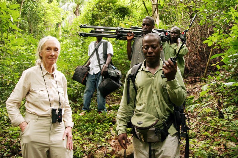 Jane's Journey - Die Lebensreise der Jane Goodall – Bild: SWR/​Andre Zacher