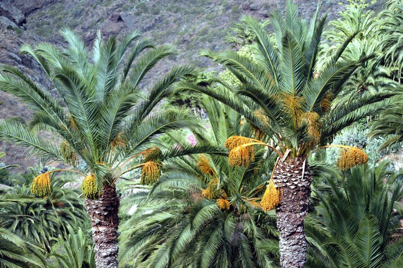 Kanarische Palmen. – Bild: ORF