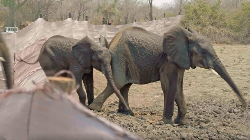 Elefanten – Bild: phoenix/​ZDF-Studio Johannesburg
