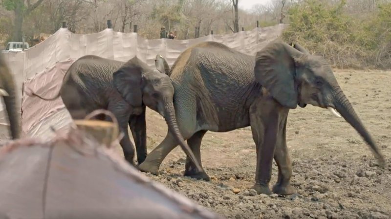 Simbabwe - Trophäenjagd für den Tierschutz? – Bild: phoenix/​ZDF-Studio Johannesburg
