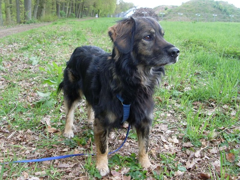 Haustier Sucht Herz Haustier Sucht Herz