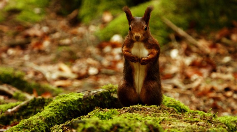 Herbstwelten – Bild: WDR/​Marco Polo Film/​Steffen Sailer