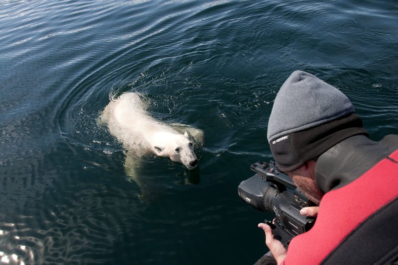 Sommer der Eisbären – Bild: HR/​NDR/​Arcadia Entertainment