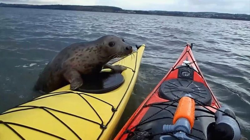 Diese Kanuten haben eine Robbe als ungebetenen Gast an Bord. – Bild: N24 Doku