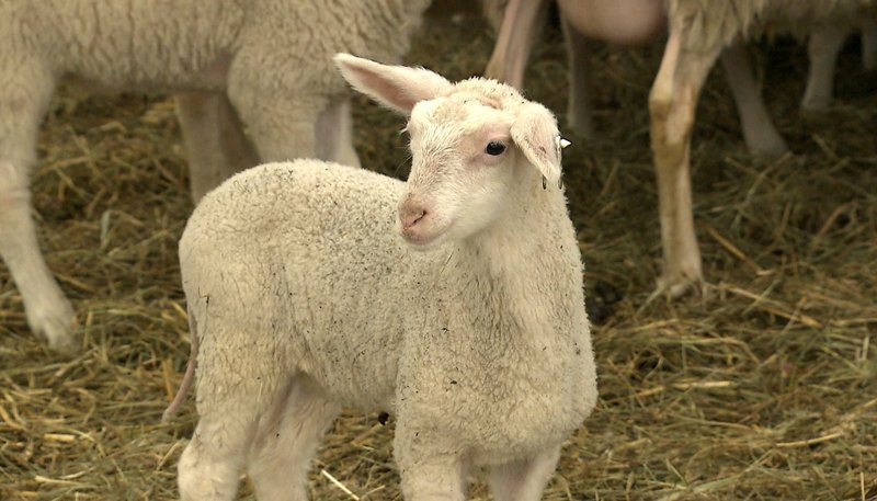 Lamm im Stall – Bild: ZDF und rbb