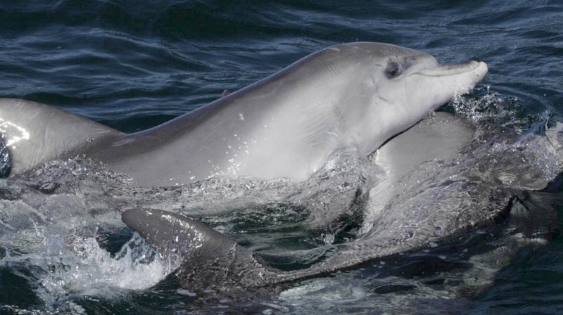 Delfinkalb reibt sich an der Mutter. – Bild: SWR/​Sea Dog TV International Pty Ltd
