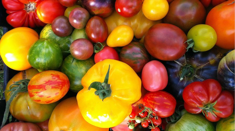 Über 80 bunte Tomatensorten wachsen in Beate Piepers Garten. Weitere Fotos erhalten Sie auf Anfrage. – Bild: NDR/​Stephanie Wätjen
