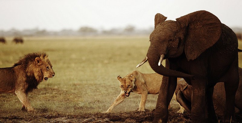 In der nördlichen Kalahariwüste von Botswana treffen im Kampf ums Überleben zwei der gefährlichsten Tiere der Wüste aufeinander: ein Rudel Löwen und eine Herde Elefanten … – Bild: Icon Films 2014 Lizenzbild frei