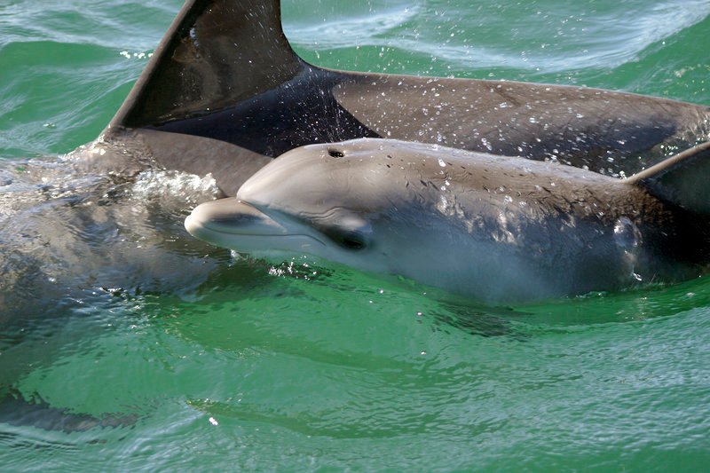 Delfinkalb Pakko, drei Tage alt – es schwimmt neben seiner Mutter in der Strömung. – Bild: SWR 