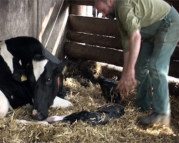 Um Milch zu geben, muss die Kuh einmal im Jahr kalben. Die Kälber werden in der Regel verkauft. Die Milch ist für uns. – Bild: ZDF und Beate Middeke