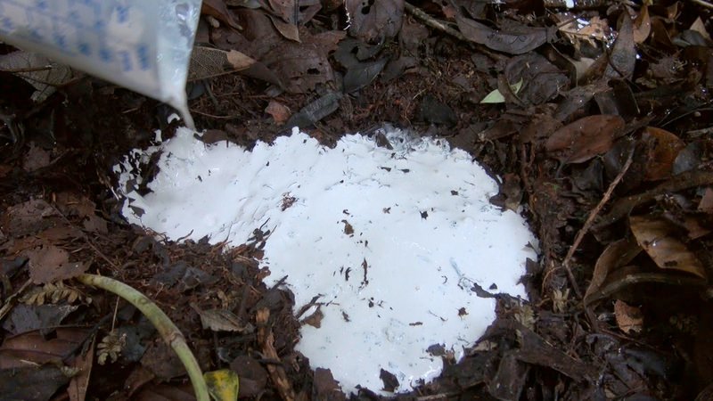 In Indonesien arbeiten Forscher an der Auswertung von Fußabdrücken, die die Existenz des Yetis belegen könnten. – Bild: ARTE France /​ © Scientifilms